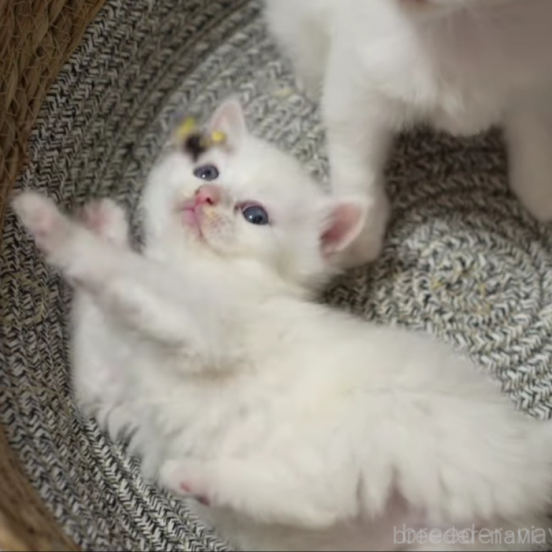 販売中の大阪府のサイベリアン-139754の3枚目