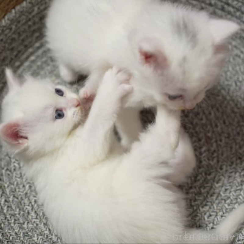 販売中の大阪府のサイベリアン-139754の2枚目