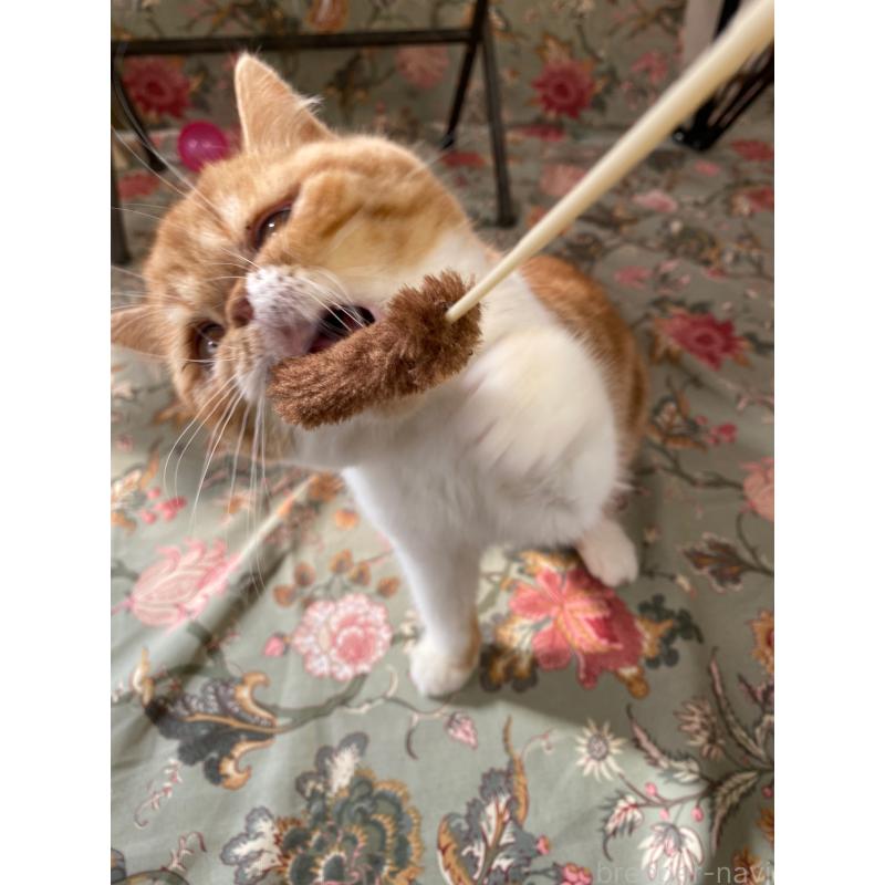 販売中の神奈川県のエキゾチックショートヘア-139770の5枚目