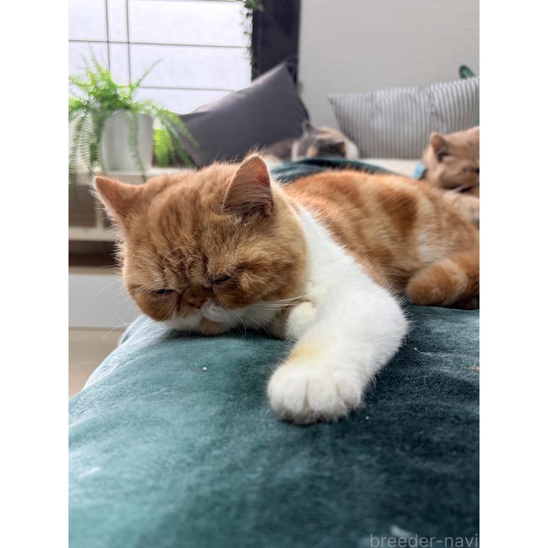 販売中の神奈川県のエキゾチックショートヘア-139770の3枚目