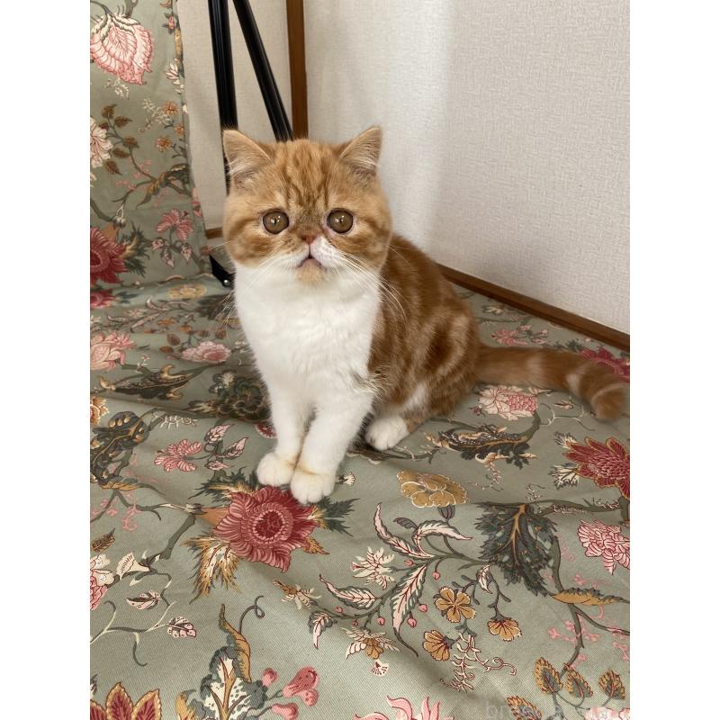 販売中の神奈川県のエキゾチックショートヘア-139770の2枚目