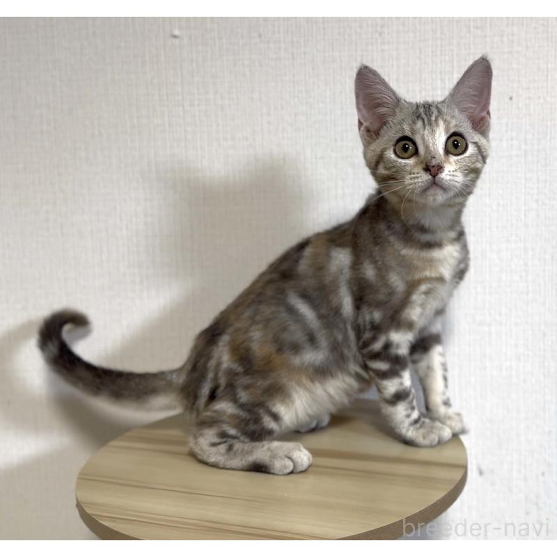 販売中の東京都のアメリカンショートヘア-139755の2枚目