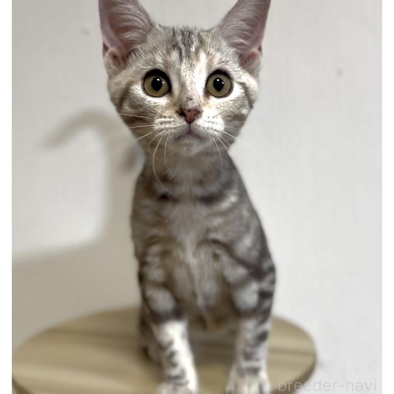 販売中の東京都のアメリカンショートヘア-139755の3枚目