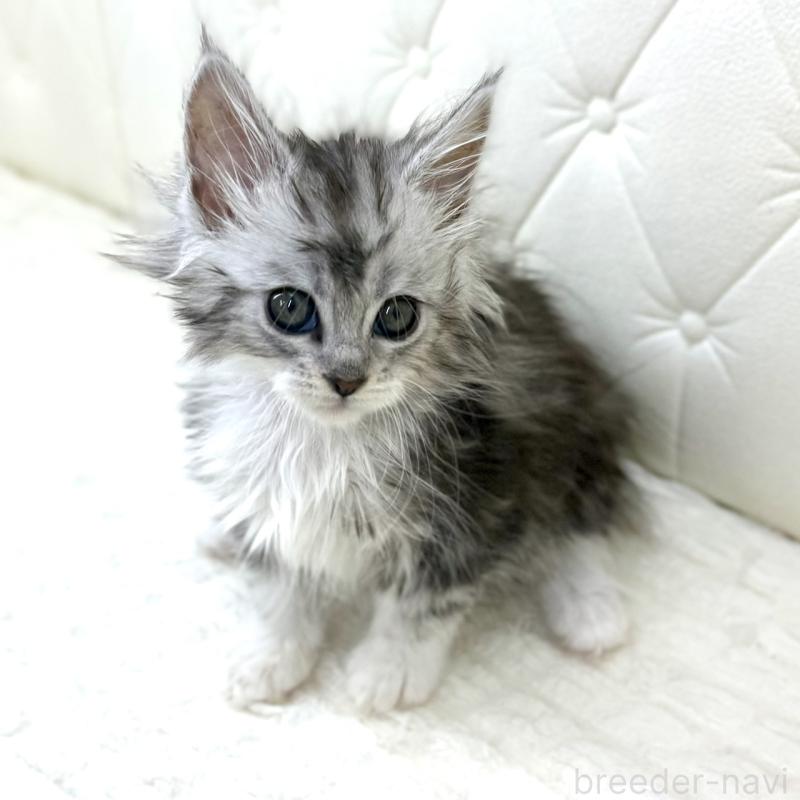 販売中の鹿児島県のメインクーン-139756の1枚目