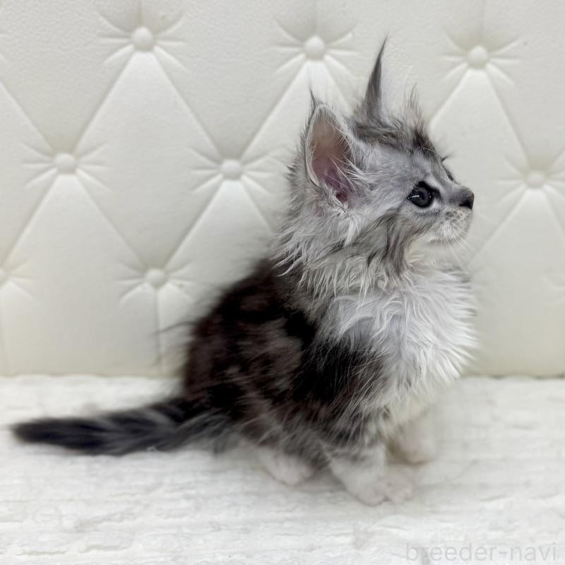 販売中の鹿児島県のメインクーン-139756の13枚目