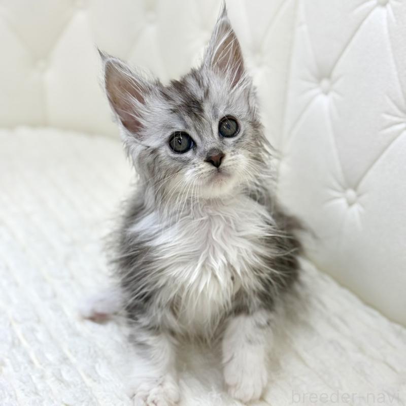 販売中の鹿児島県のメインクーン-139756の14枚目