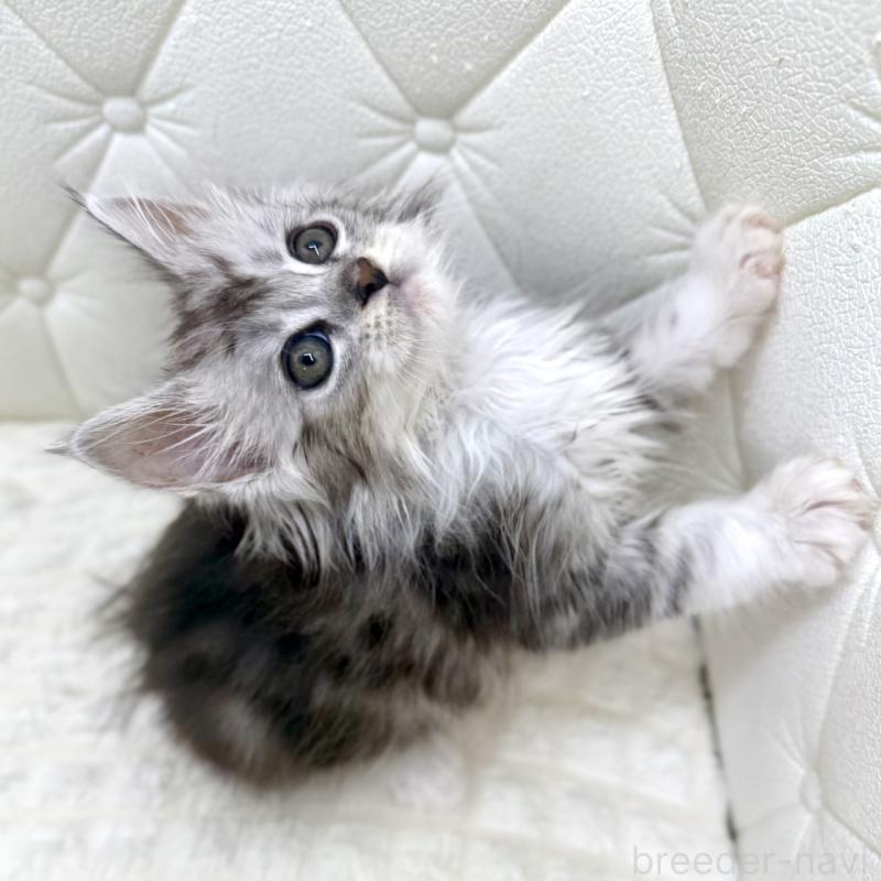 販売中の鹿児島県のメインクーン-139756の11枚目