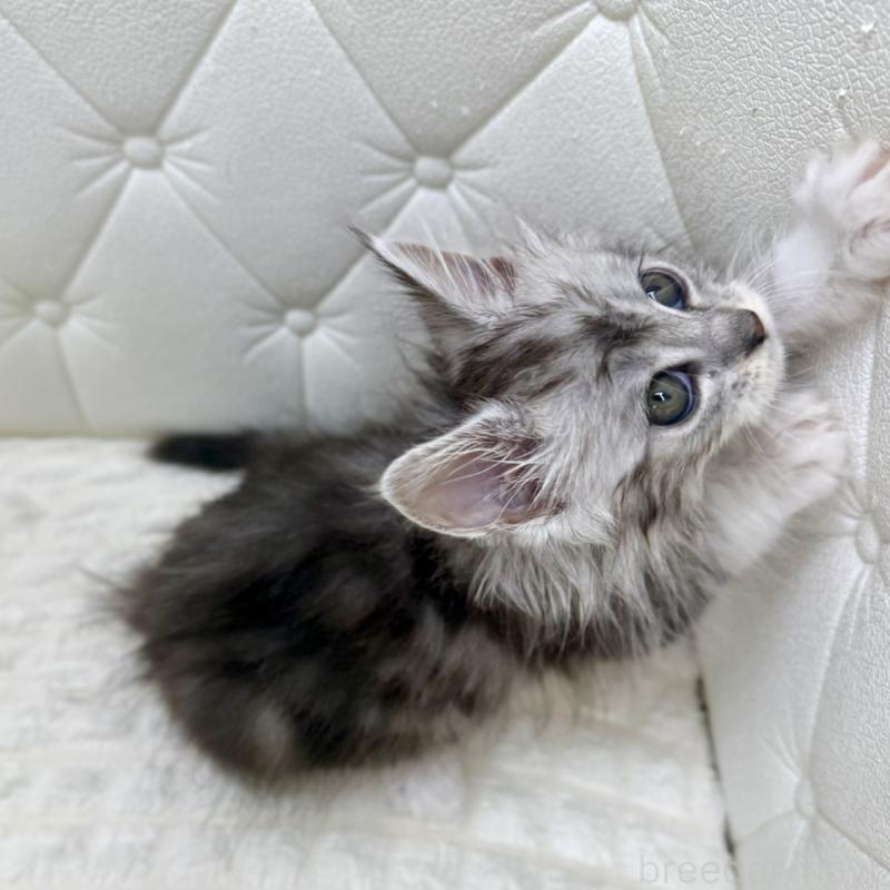 販売中の鹿児島県のメインクーン-139756の10枚目