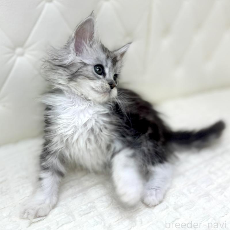 販売中の鹿児島県のメインクーン-139756の9枚目