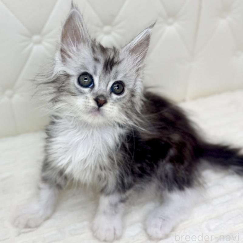 販売中の鹿児島県のメインクーン-139756の8枚目