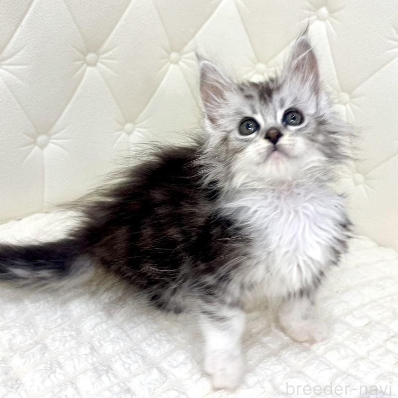 販売中の鹿児島県のメインクーン-139756の7枚目