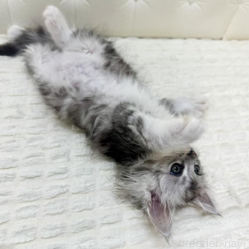 販売中の鹿児島県のメインクーン-139756の6枚目