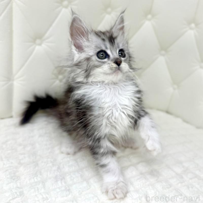 販売中の鹿児島県のメインクーン-139756の5枚目