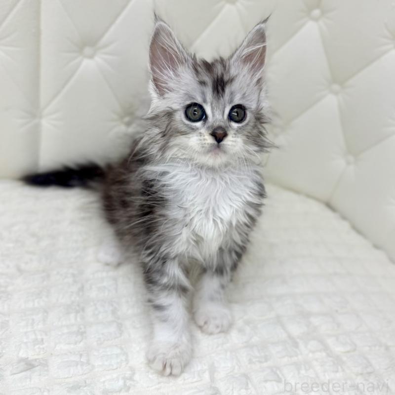 販売中の鹿児島県のメインクーン-139756の4枚目