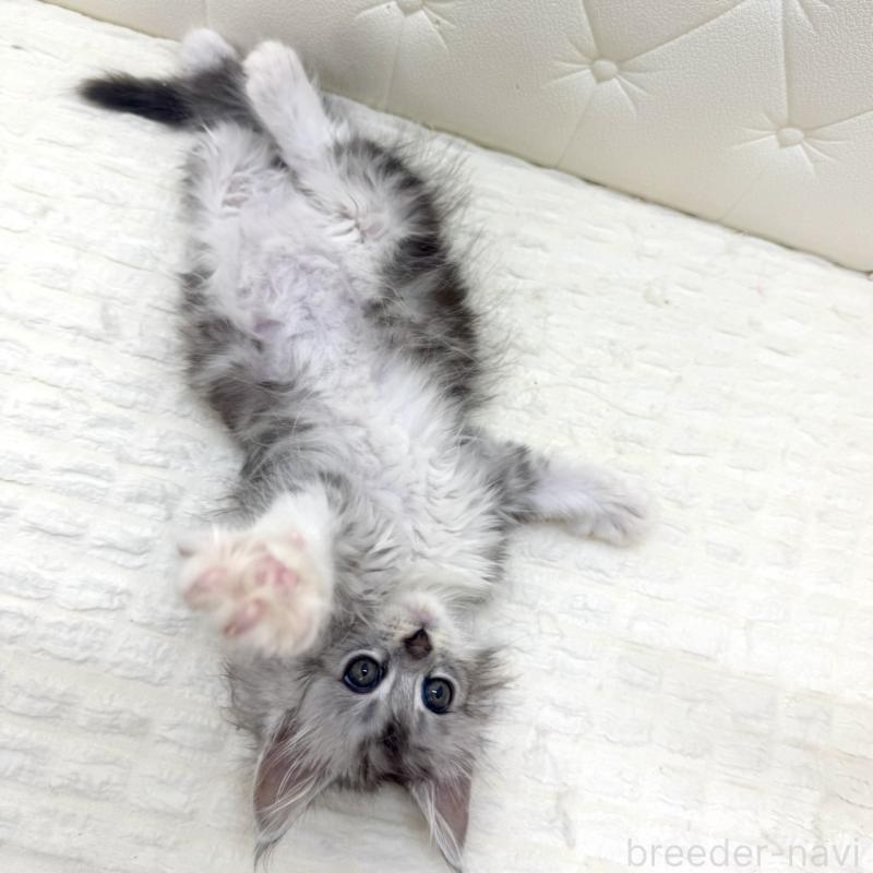 販売中の鹿児島県のメインクーン-139756の3枚目