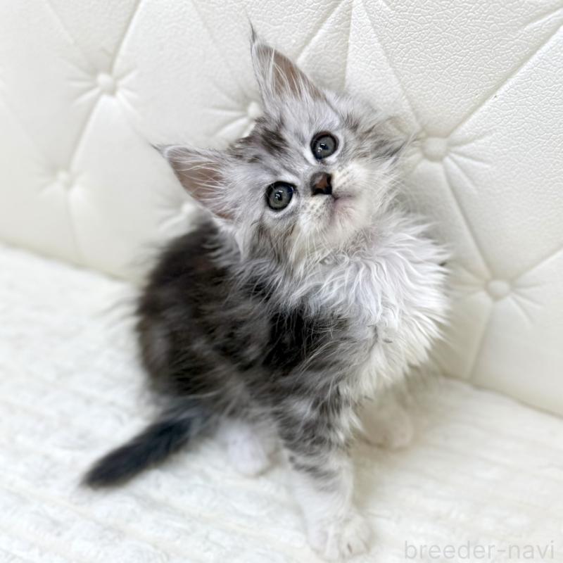 販売中の鹿児島県のメインクーン-139756の2枚目