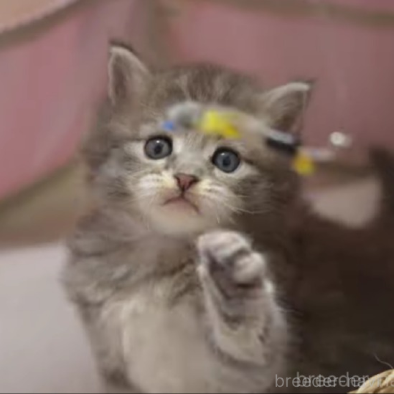 販売中の大阪府のサイベリアン-139757の6枚目