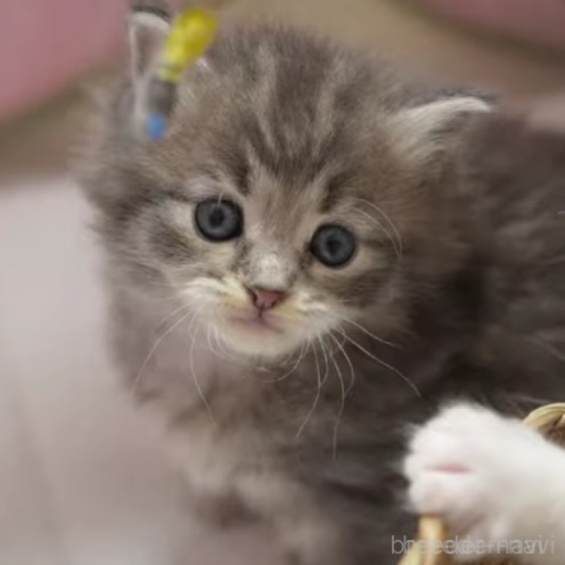 販売中の大阪府のサイベリアン-139757の1枚目