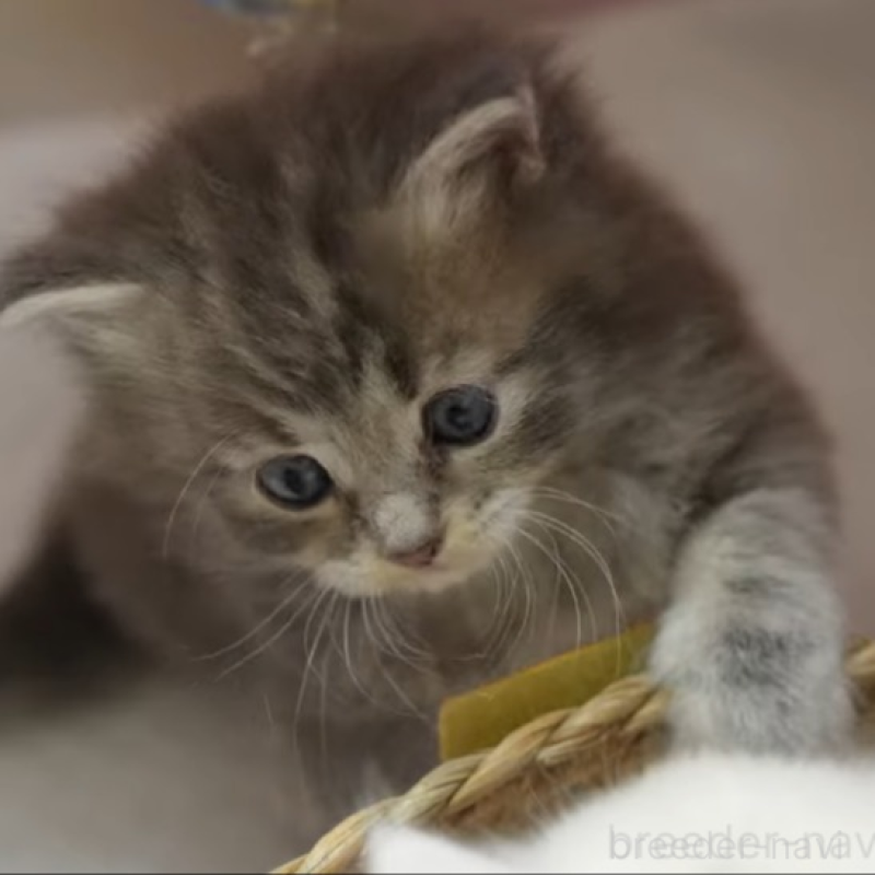 販売中の大阪府のサイベリアン-139757の3枚目