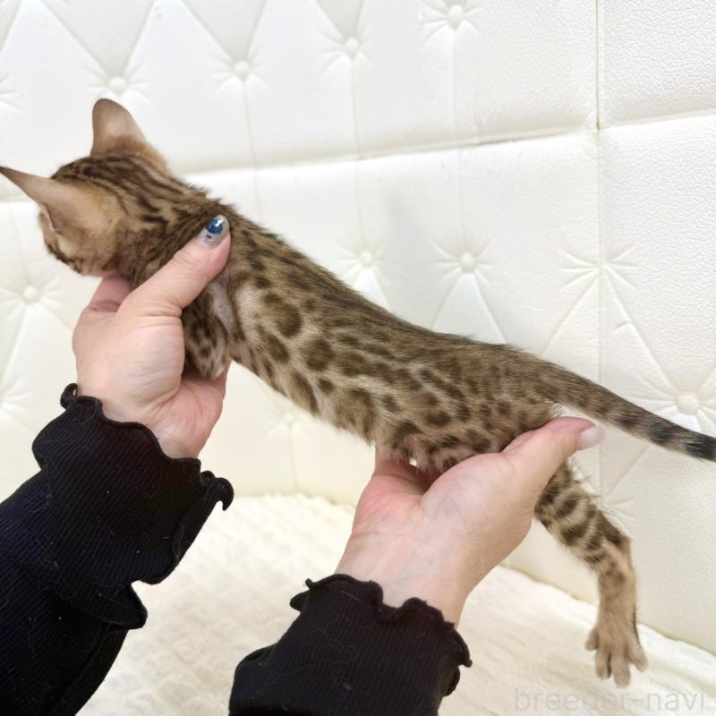 販売中の鹿児島県のベンガル-139758の15枚目