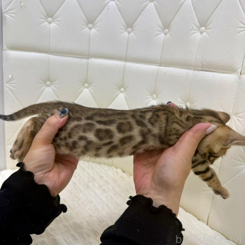 販売中の鹿児島県のベンガル-139758の14枚目