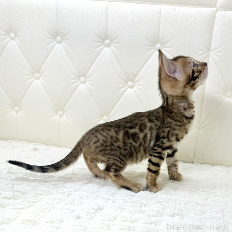 販売中の鹿児島県のベンガル-139758の13枚目