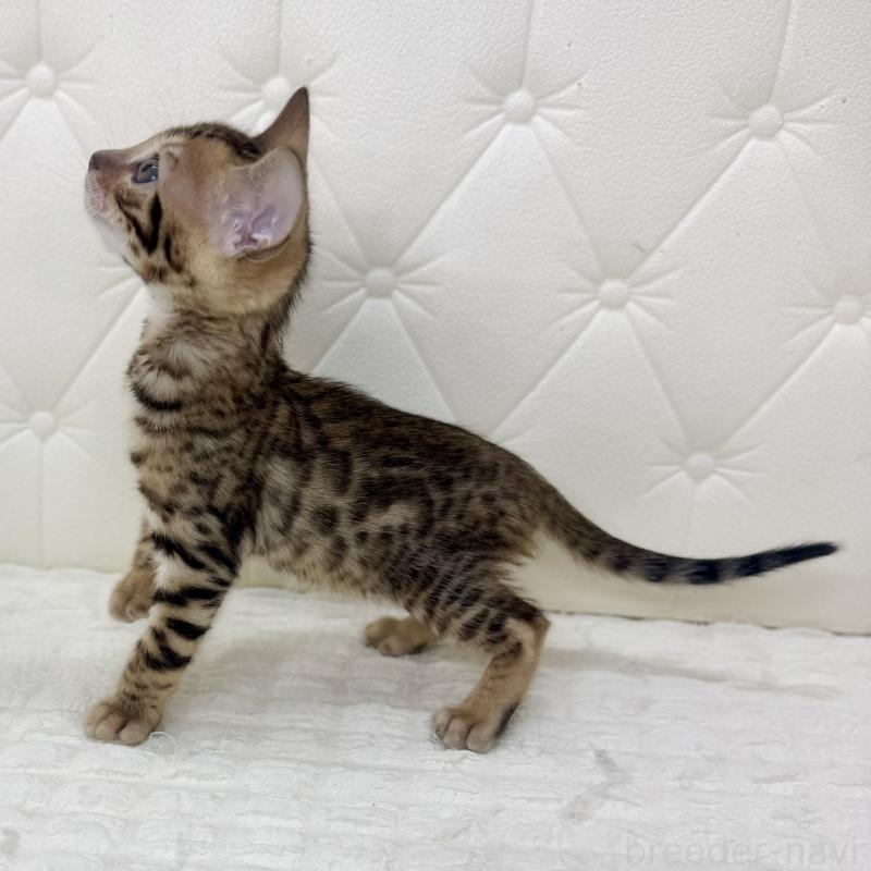 販売中の鹿児島県のベンガル-139758の12枚目