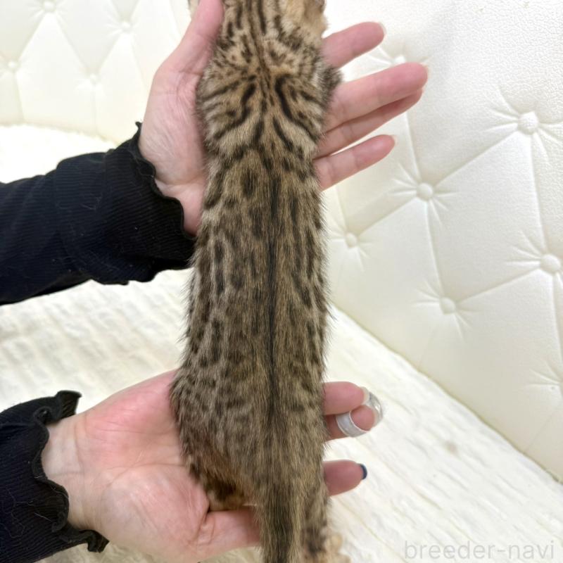 販売中の鹿児島県のベンガル-139758の11枚目