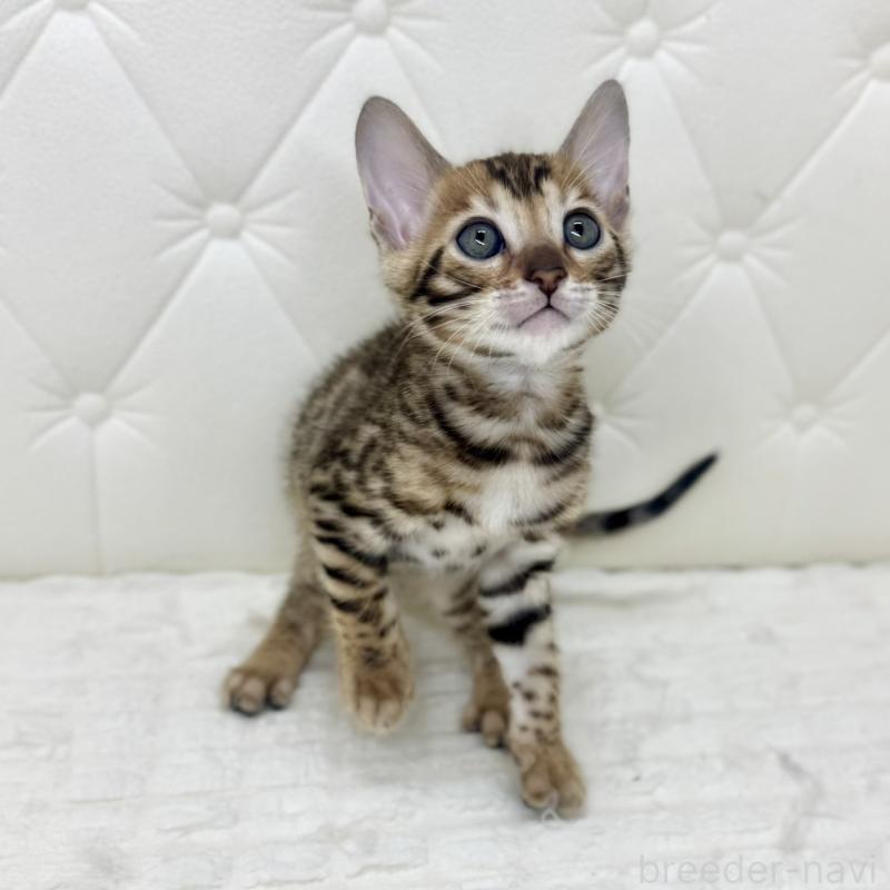 販売中の鹿児島県のベンガル-139758の9枚目