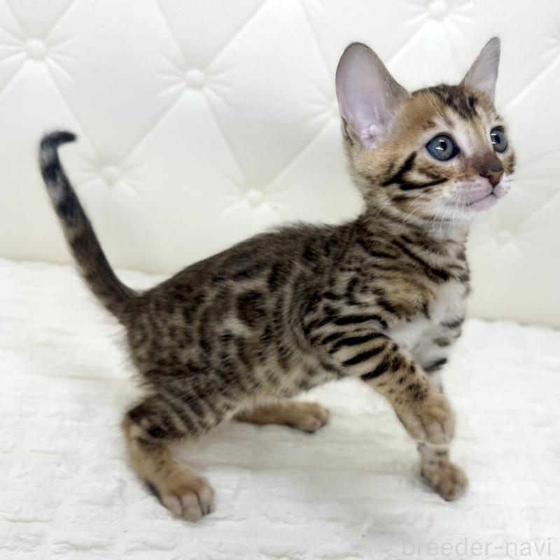 販売中の鹿児島県のベンガル-139758の10枚目