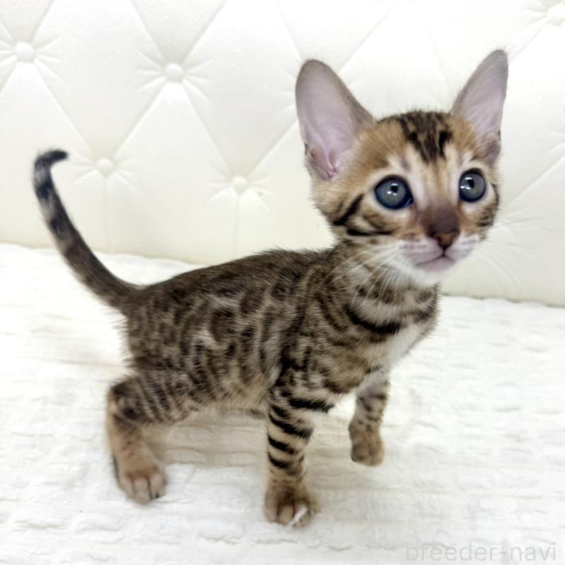 販売中の鹿児島県のベンガル-139758の8枚目