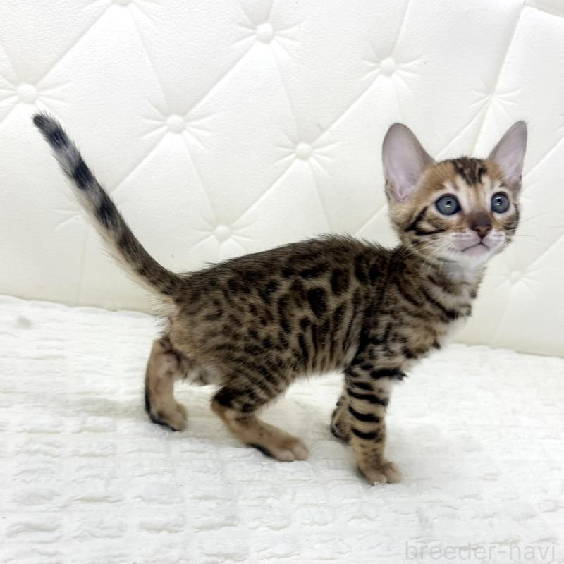 販売中の鹿児島県のベンガル-139758の7枚目