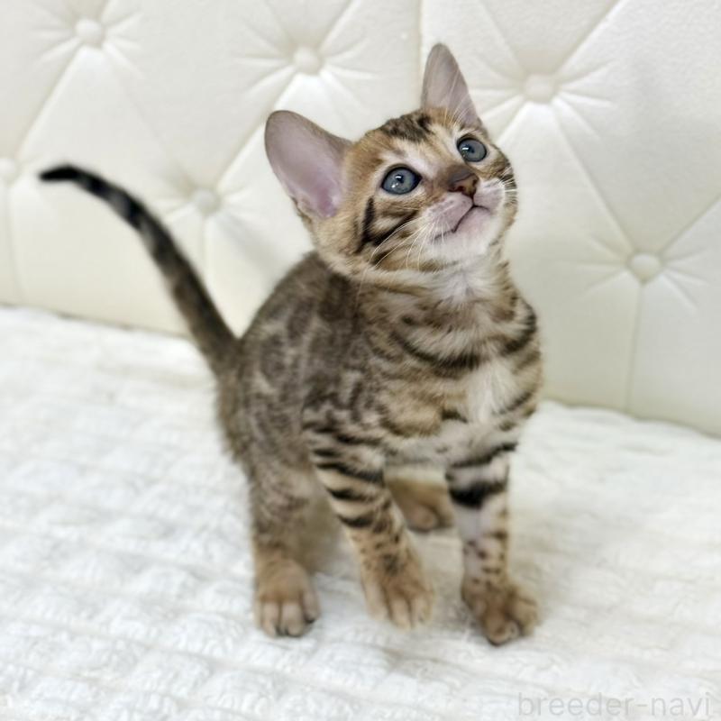 販売中の鹿児島県のベンガル-139758の6枚目