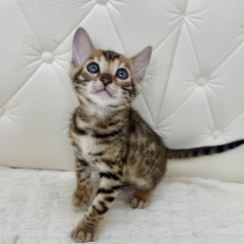 販売中の鹿児島県のベンガル-139758の4枚目