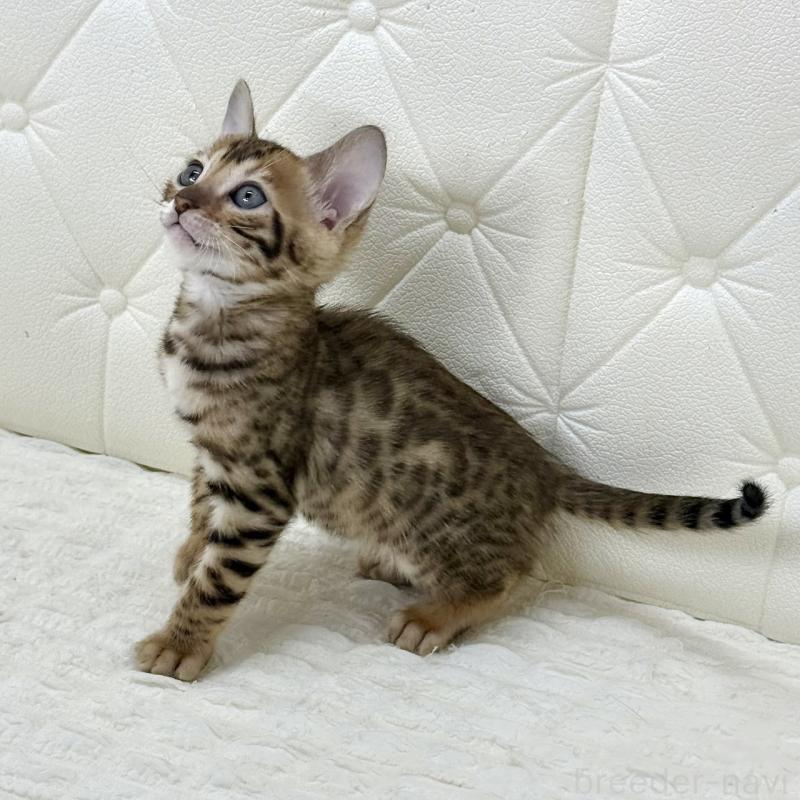 販売中の鹿児島県のベンガル-139758の2枚目