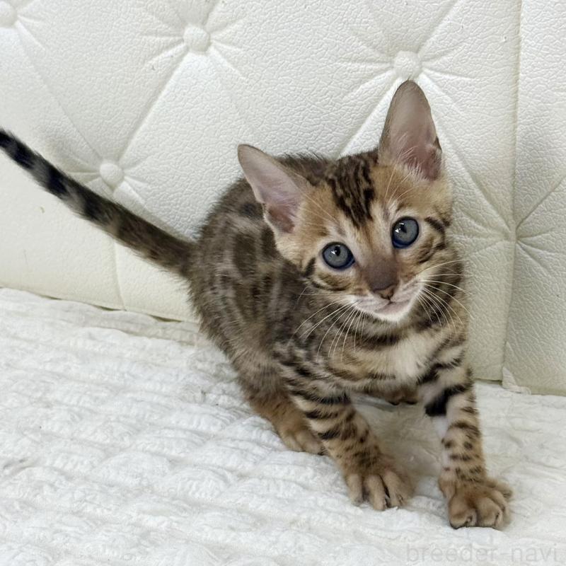 販売中の鹿児島県のベンガル-139759