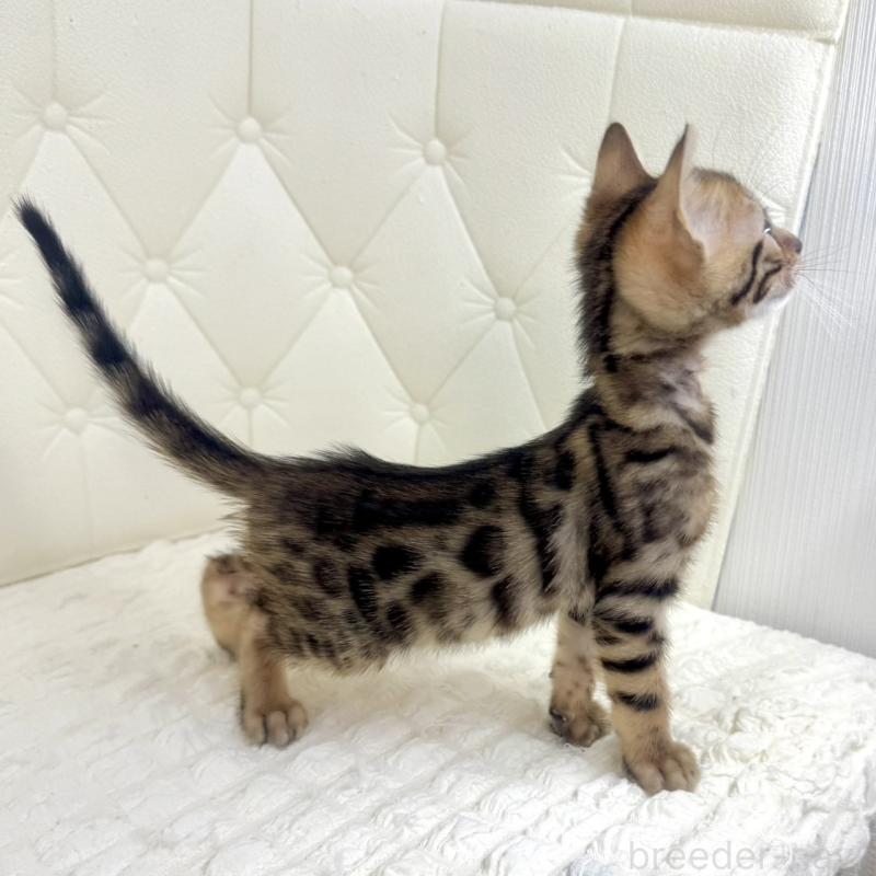 販売中の鹿児島県のベンガル-139759の15枚目