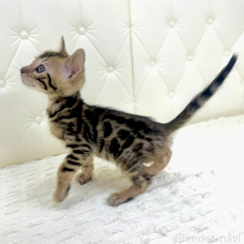 販売中の鹿児島県のベンガル-139759の14枚目