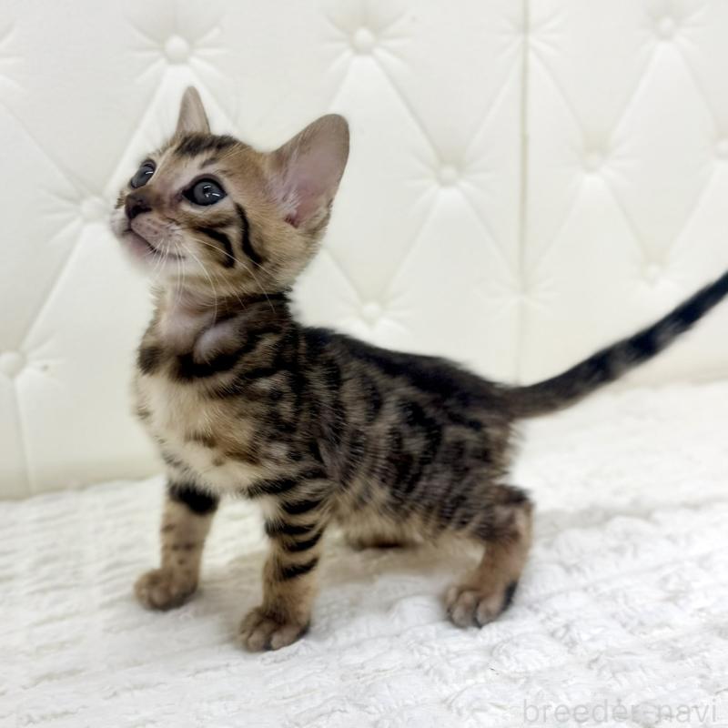 販売中の鹿児島県のベンガル-139759の12枚目