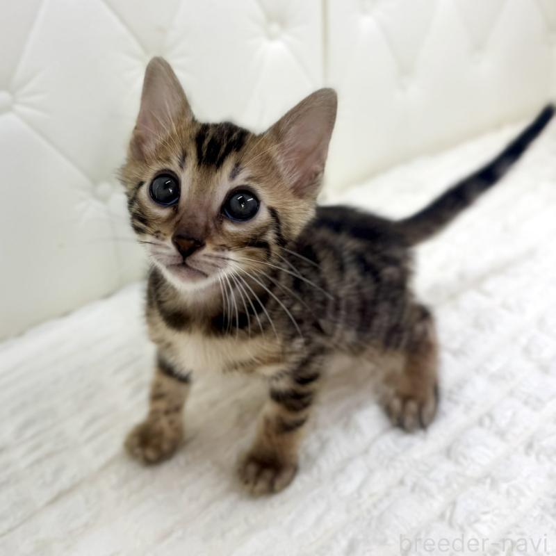 販売中の鹿児島県のベンガル-139759の13枚目