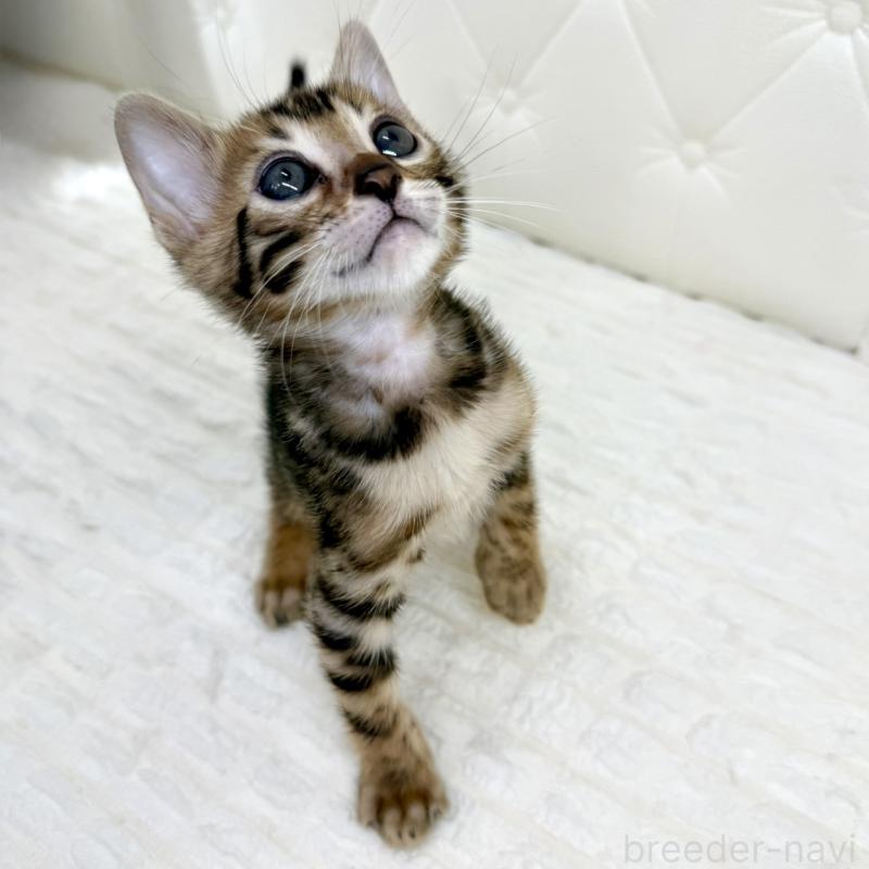 販売中の鹿児島県のベンガル-139759の11枚目