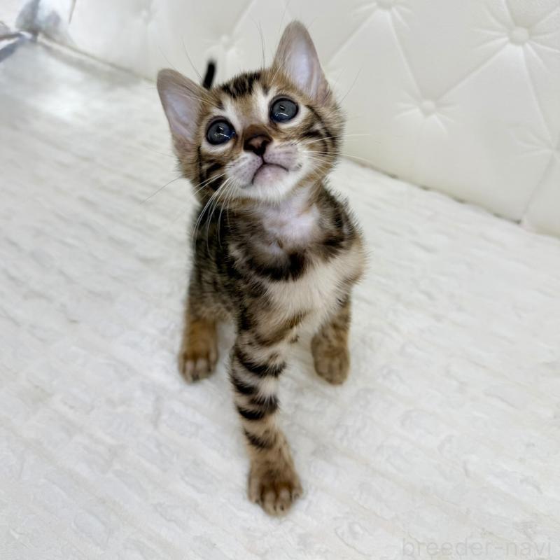 販売中の鹿児島県のベンガル-139759の10枚目