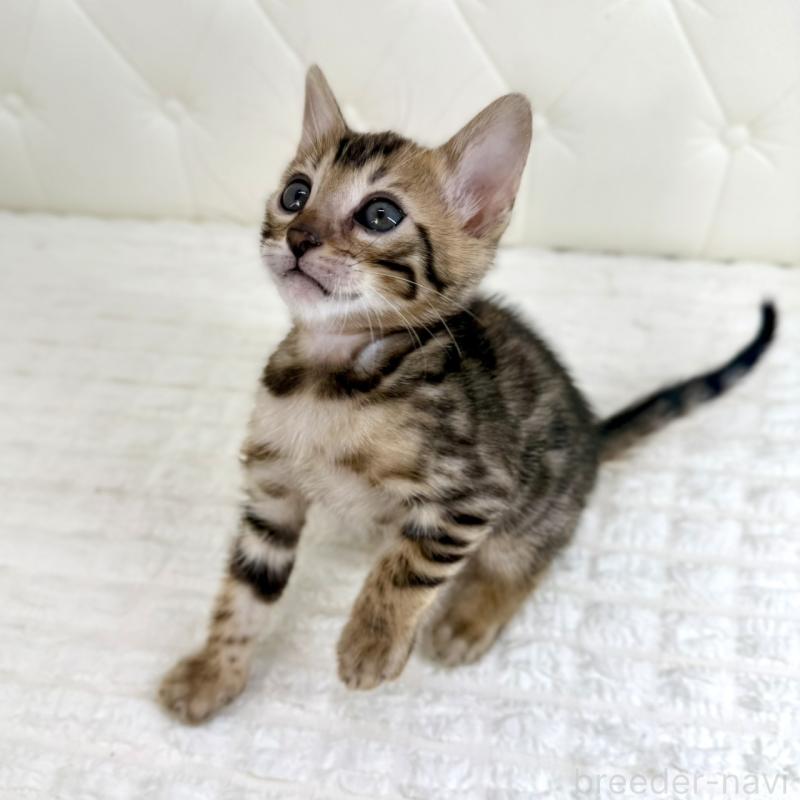 販売中の鹿児島県のベンガル-139759の9枚目