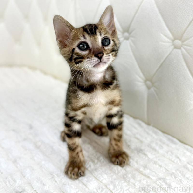 販売中の鹿児島県のベンガル-139759の8枚目