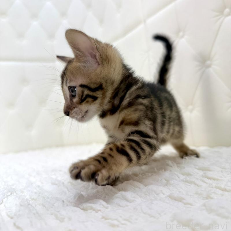 販売中の鹿児島県のベンガル-139759の7枚目