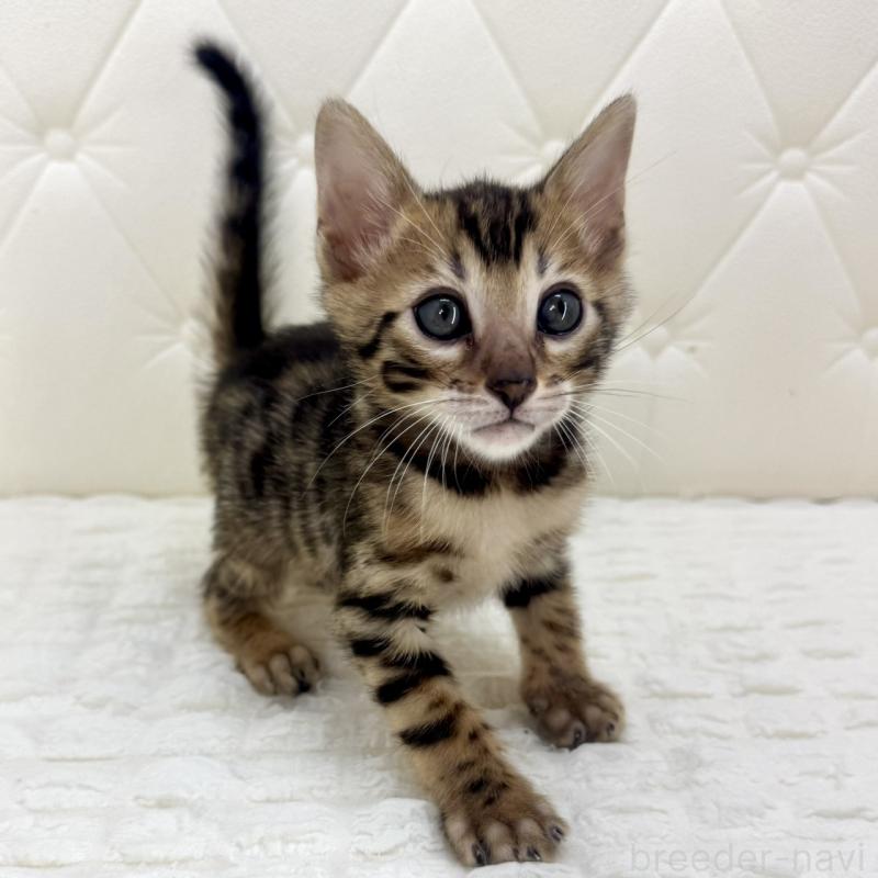 販売中の鹿児島県のベンガル-139759の6枚目