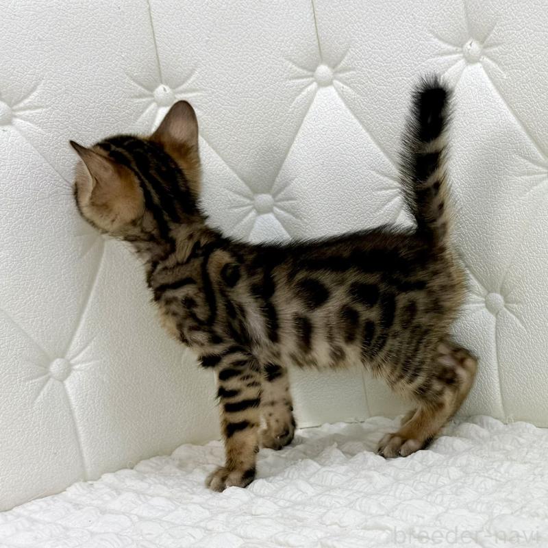 販売中の鹿児島県のベンガル-139759の5枚目