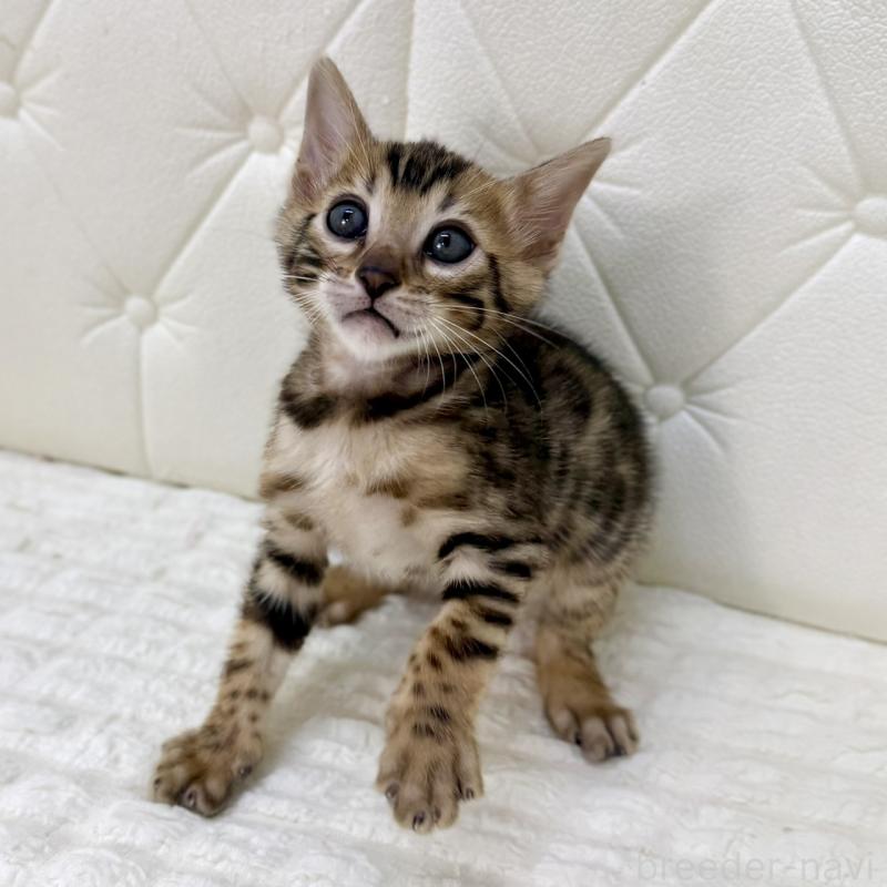 販売中の鹿児島県のベンガル-139759の3枚目