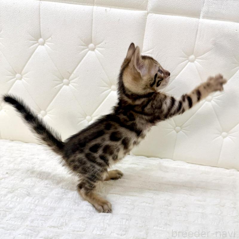 販売中の鹿児島県のベンガル-139759の2枚目