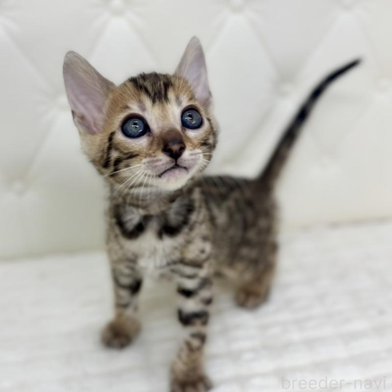 販売中の鹿児島県のベンガル-139761